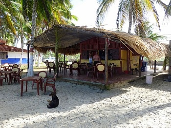 Coconutpluckers at Playa El Agua, Margarita Island