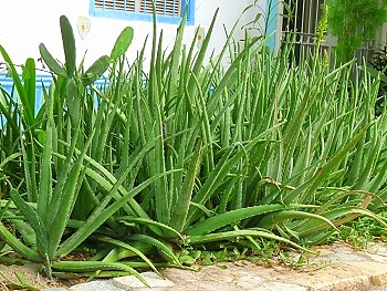 Aloe Vera growing in garden at Playa Zaragoza, Margarita Island