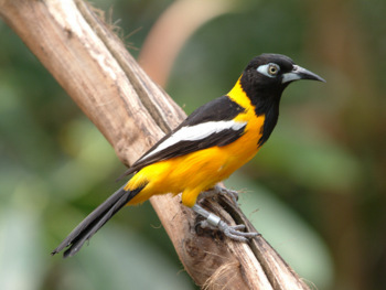Bird Watching Tour, Margarita Island, Venezuela